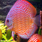 Discus