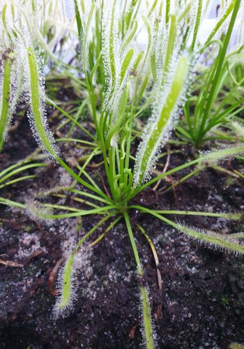 Drosera Carpensis Alba