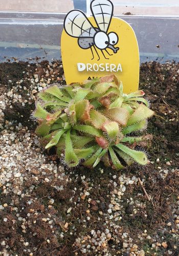 Drosera_Alicae