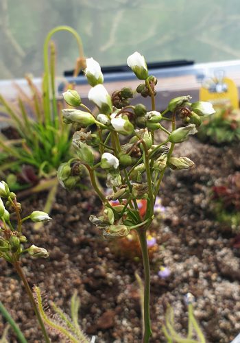 Drosera_Binata_var_multifida_Hampe_florale