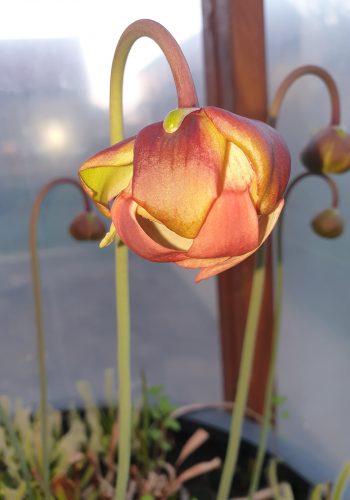 Fleur Sarracenia 1