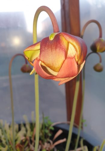 Fleur Sarracenia 1