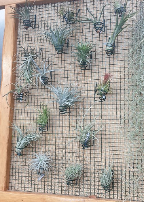 Tillandsia Tableau